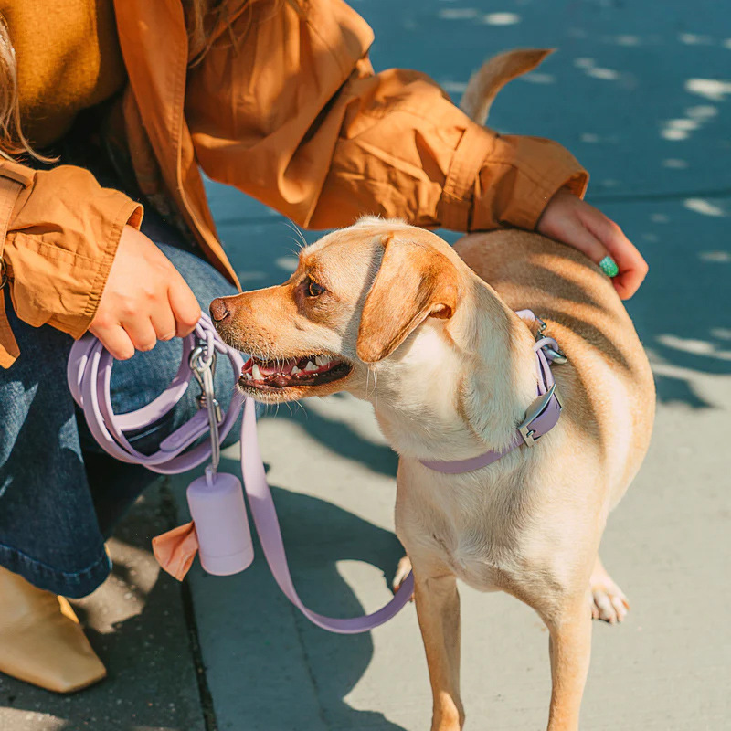 sturdy dog leash